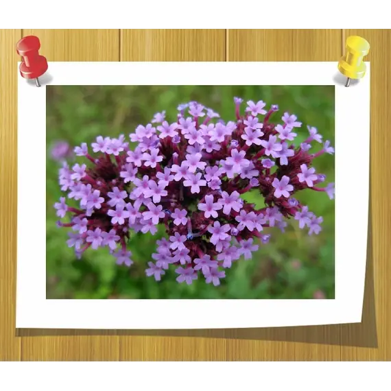 Фото 9671: Эфирное масло Вербены