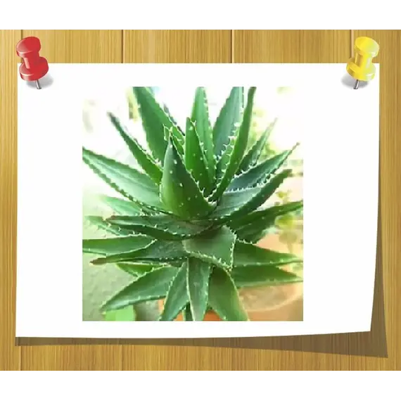 Гидролат Алоэ 100 мл