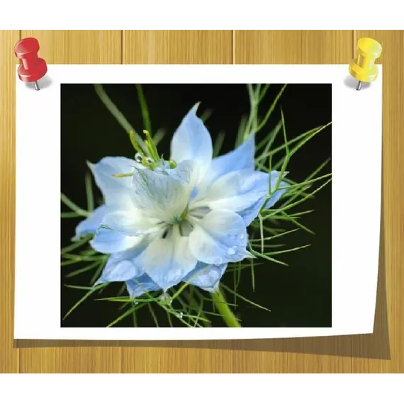 Гидролат Черного Тмина