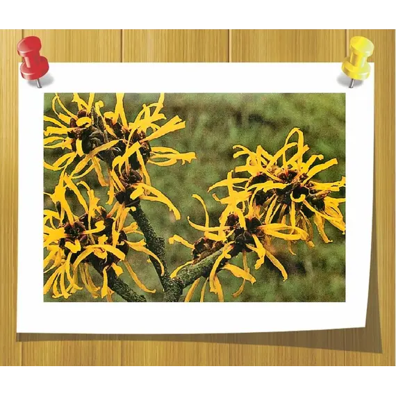 Гидролат Гамамелиса 100 мл