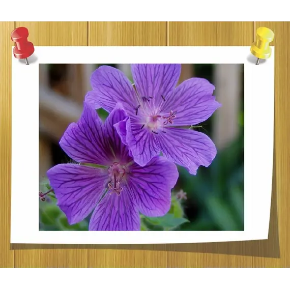 Гидролат Герань ( Душистая вода)