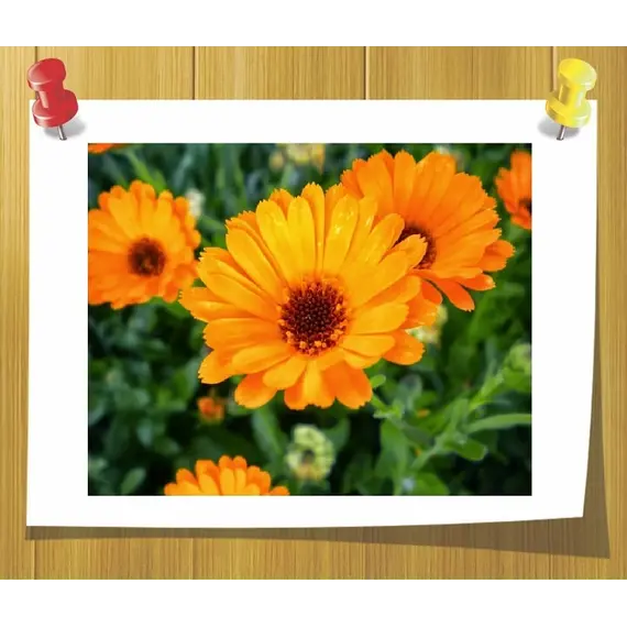 Гидролат Календулы