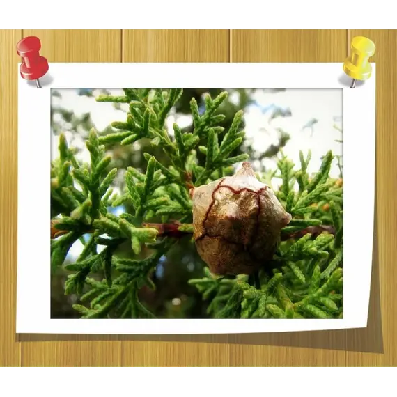 Гидролат Кипариса (Душистая вода)