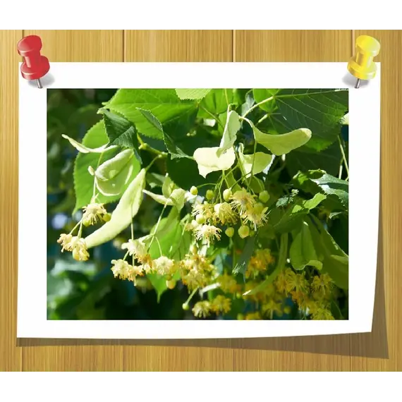 Гидролат Липы