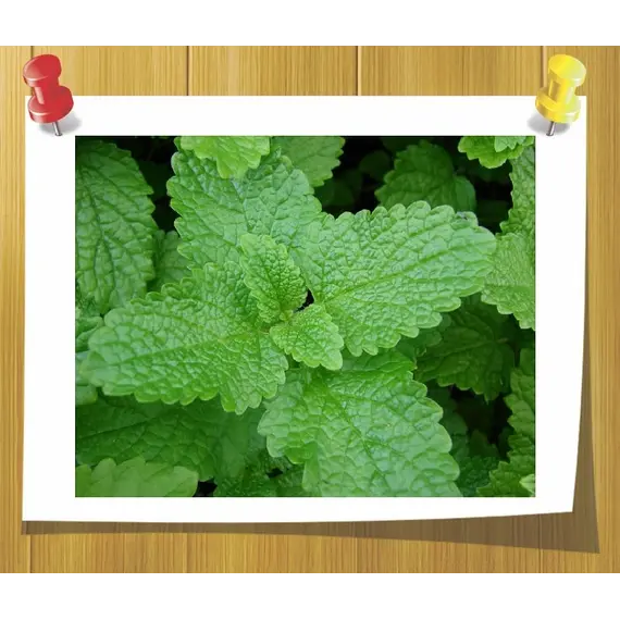 Гидролат Мелиссы