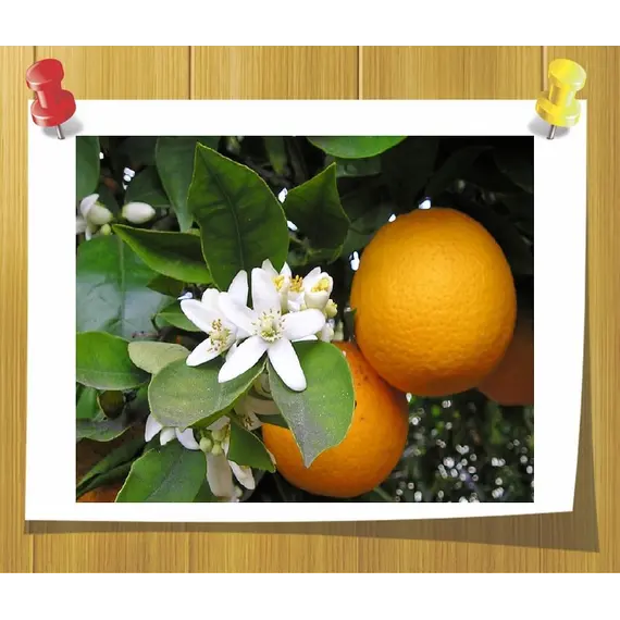 Гидролат Нерроли