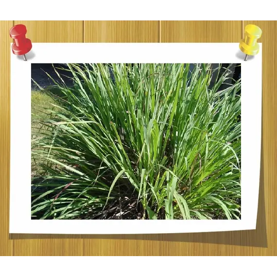 Гидролат Пальмароза