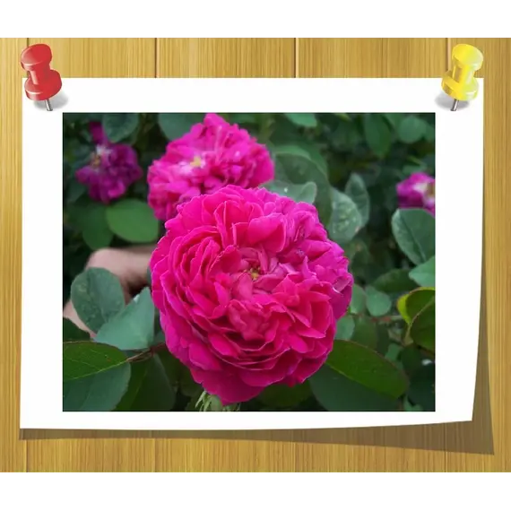 Гидролат Розы Дамасской