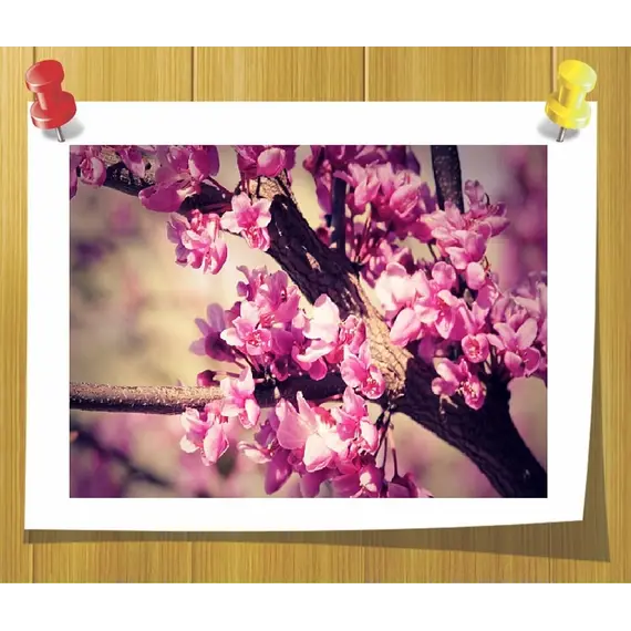 Гидролат Розовое Дерево ( Душистая вода)