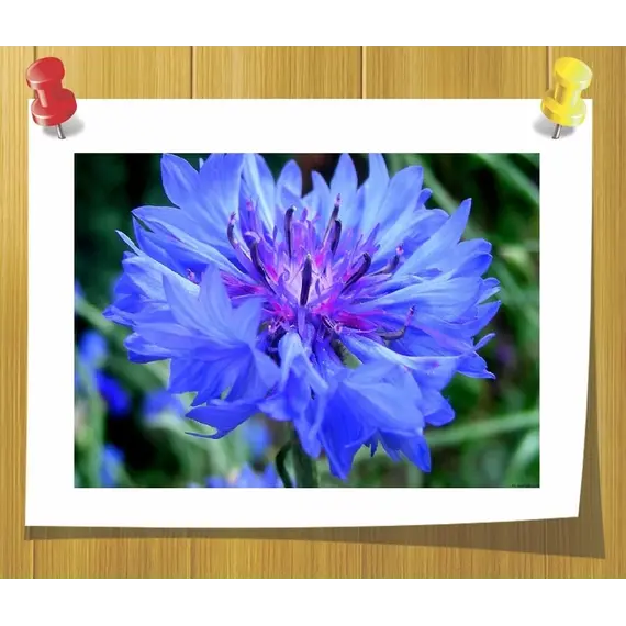 Гидролат Василька