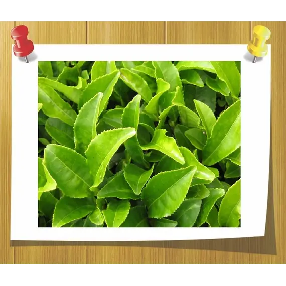 Гидролат Зеленый чай 100 мл