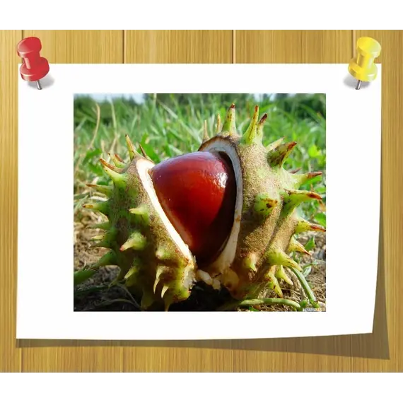 Гидролизат протеинов Каштана