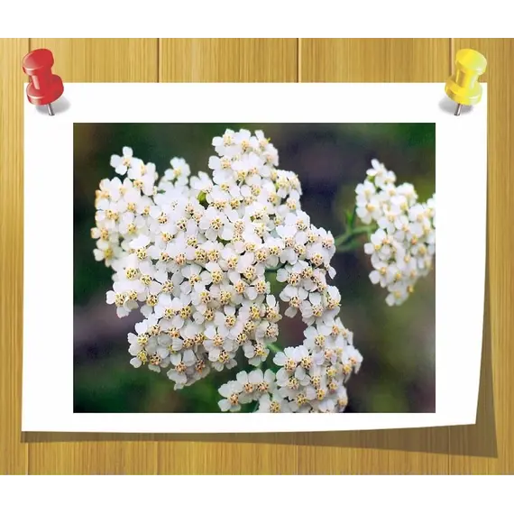 Маслянный экстракт Тысячелисника