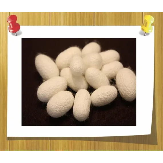 Коконы шелкопряда ( не очищенные)