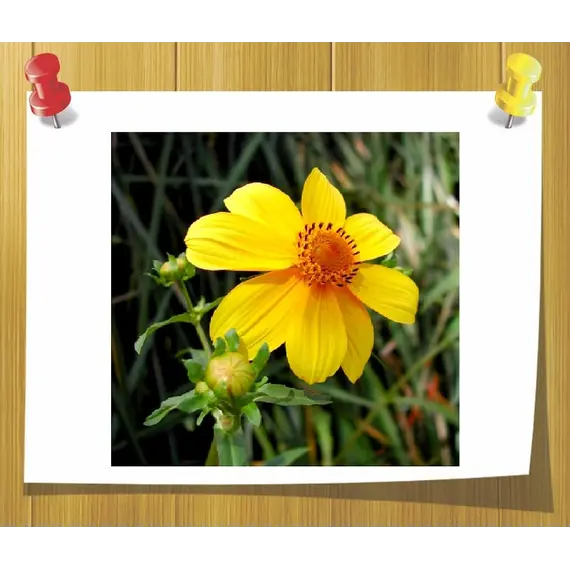 Масло Череда (базовое) мацерат-масло