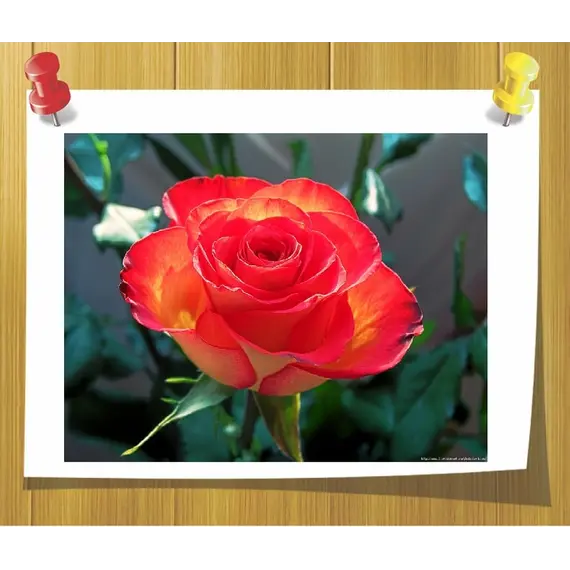 Отдушка Роза 10мл