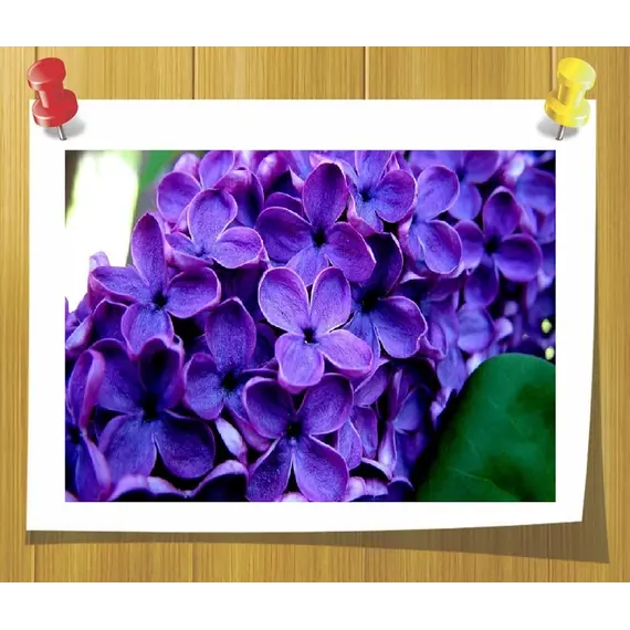 Отдушка Сирень