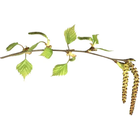 co2 экстракт почек березы