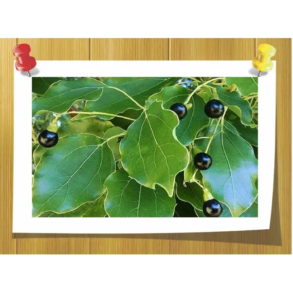 Эфирное масло Камфоры белой