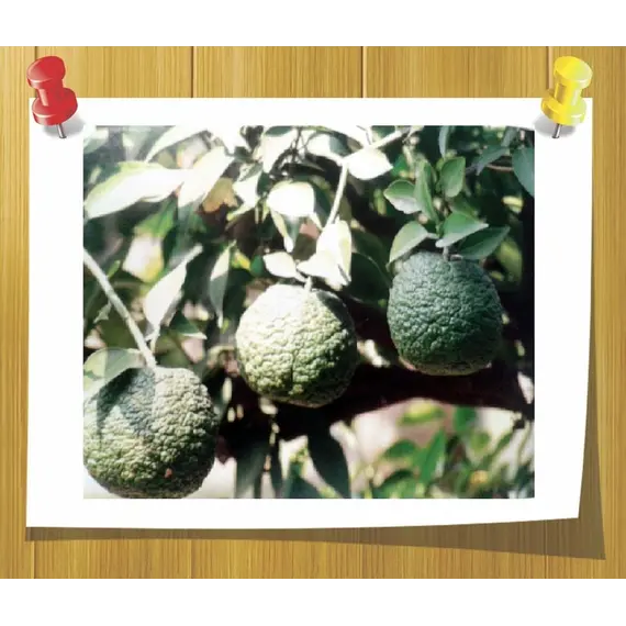 Эфирное масло Петигреневое Citrus aurantium L var amara 5 мл, Volume, ml: 5 ml, изображение 2