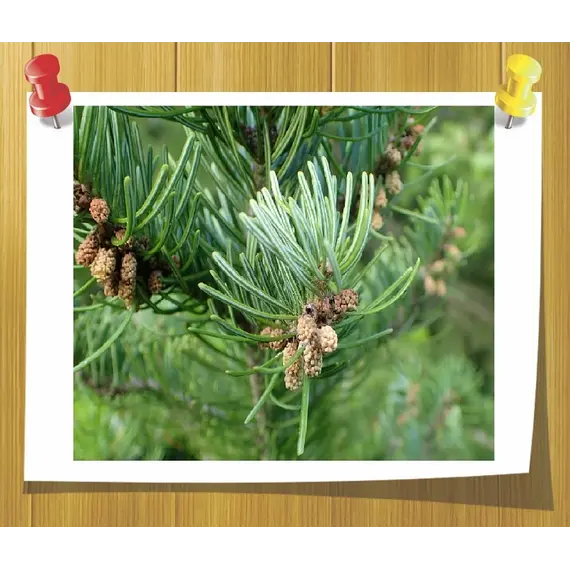 Ефірна олія ялицева 5 мл, Об `єм: 5 мл, зображення 2