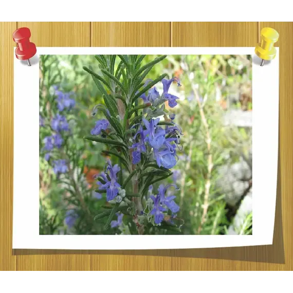 Эфирное масло Розмарина 5 мл, Volume, ml: 5 ml, изображение 2