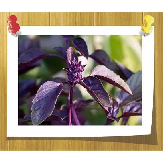 Ефірна олія базиліку солодкого, Об `єм: 5 мл, зображення 2