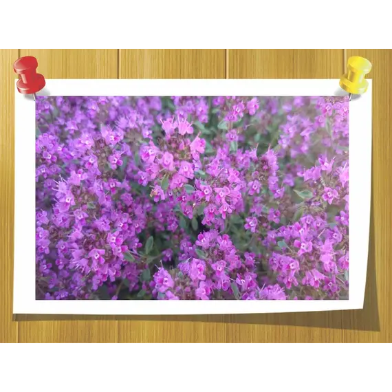 Эфирное масло Чабреца Thymus serpyllum 5 мл, Volume, ml: 5 ml, изображение 2