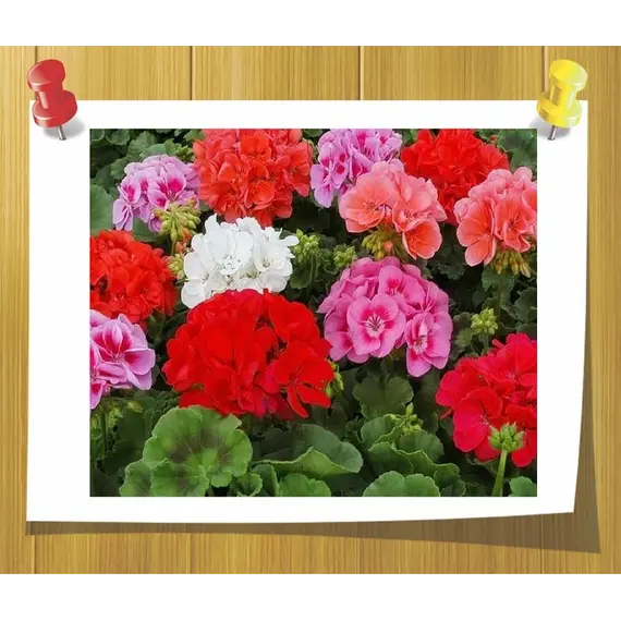 Ефірна олія Герані єгипетської 5 мл, Об `єм: 5 мл, зображення 2