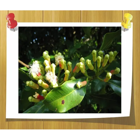 Ефірна олія листя Гвоздики 5 мл, Об `єм: 5 мл, зображення 2