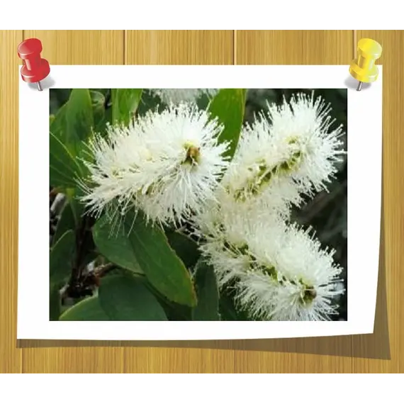 Эфирное масло Каяпута 5 мл, Volume, ml: 5 ml, изображение 2