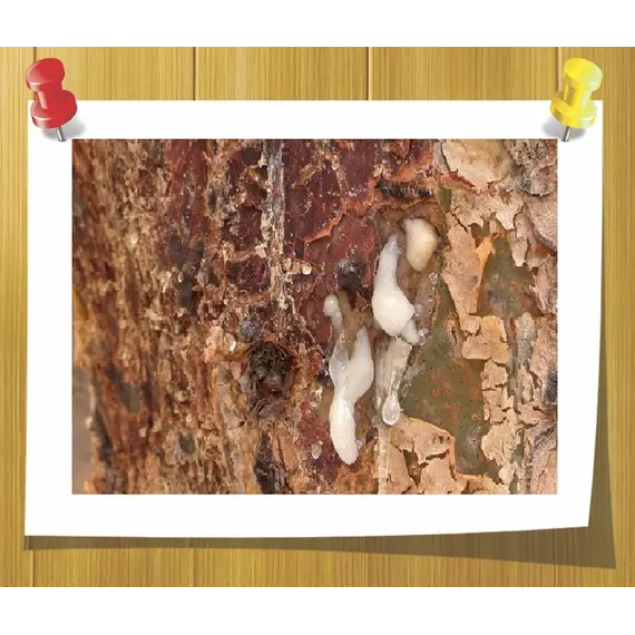 Эфирное масло Ладана 5 мл, Volume, ml: 5 ml, изображение 2