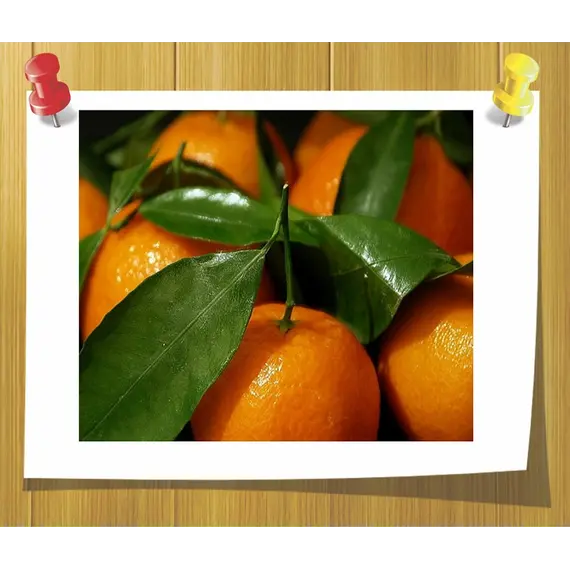 Ефірна олія Мандарина 10 мл, Об `єм: 10 мл, зображення 2