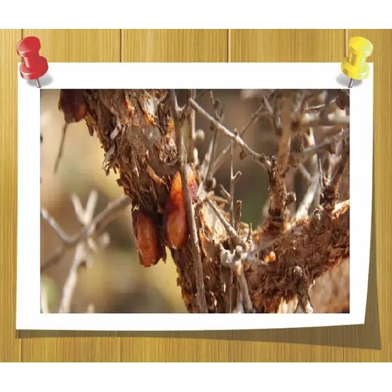 Ефірна олія мірри 3 мл, Об `єм: 3 мл, зображення 2