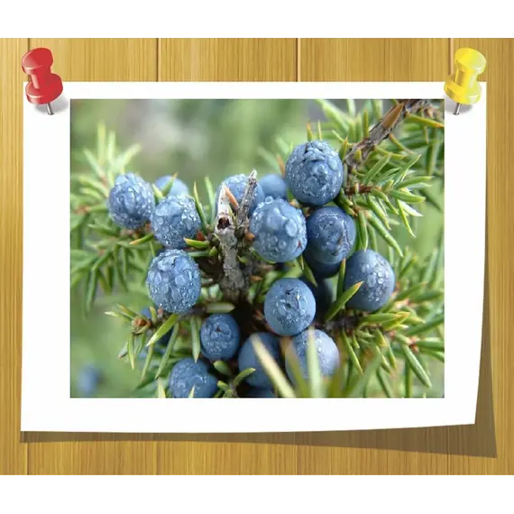 Эфирное масло ягод можжевельника 5 мл, Volume, ml: 5 ml, изображение 2