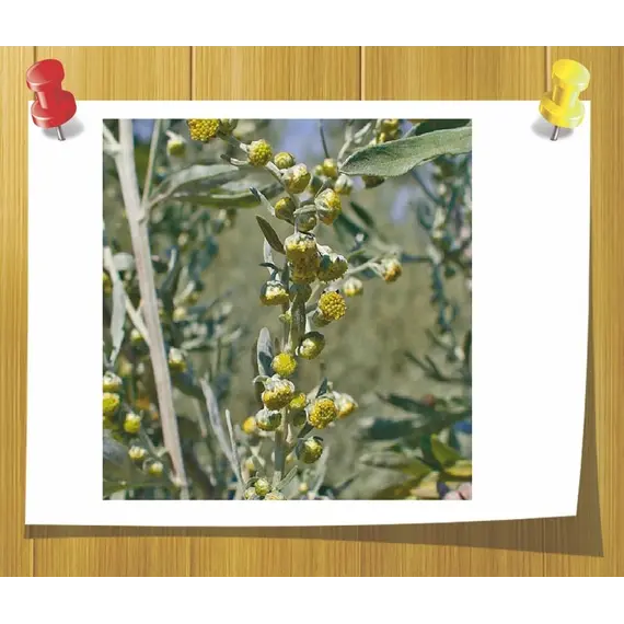 Ефірна олія Полину таврійського, Об `єм: 5 мл, зображення 2