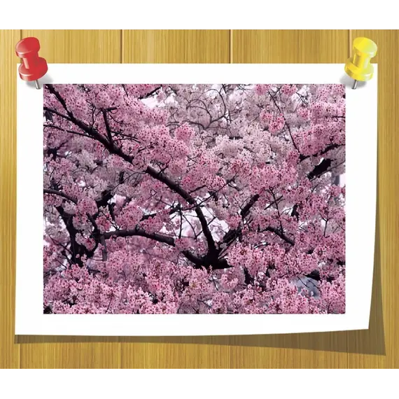 Эфирное масло Розового дерева 5 мл, Volume, ml: 3 ml, изображение 2