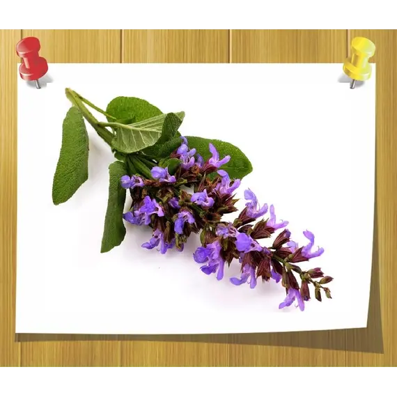 Эфирное масло Шалфей мускатный 5 мл, Volume, ml: 5 ml, изображение 2