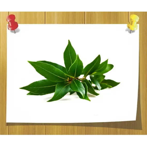 Масло Лавра Laurel oil неафинированное, Вага: 10 гр