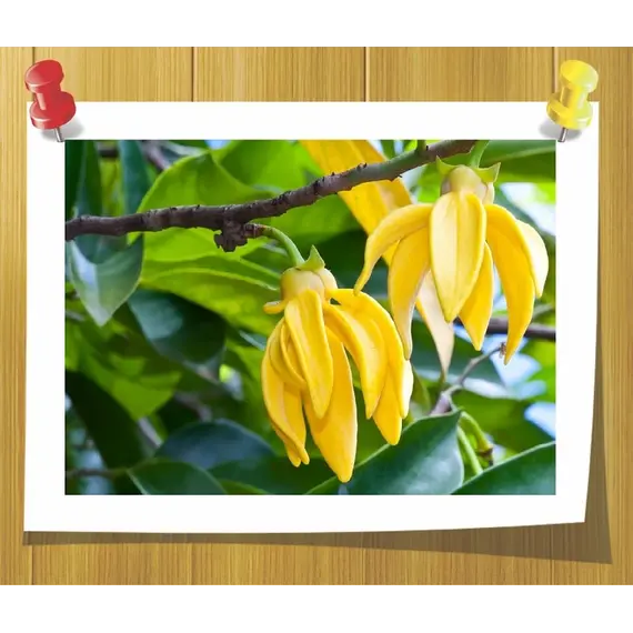 Эфирное масло Иланг-иланг Ylang-Ylang Коморские острова 5 мл, Volume, ml: 5 ml, изображение 2