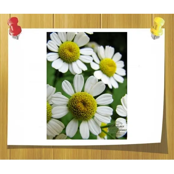 Масло Ромашки мацерат опт, Об `єм: 1 л