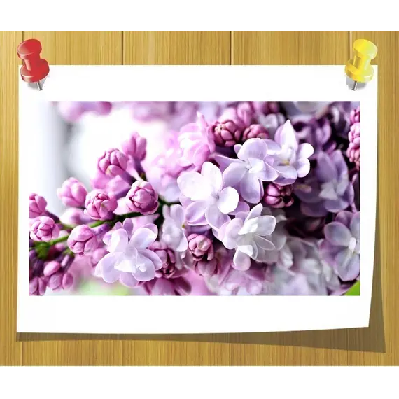 Отдушка для гелей для душа Сирень (Lilas), Volume, ml: 10 ml