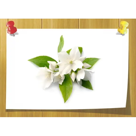 Absolute Jasmine grandiflorum