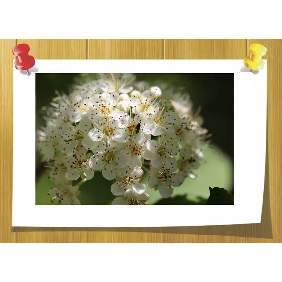 Ацетанисол Symrise (Acetanisole ), Weight: 5 гр