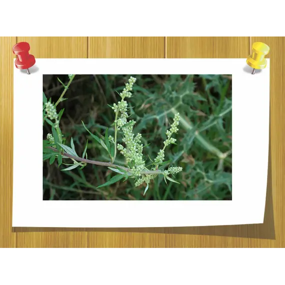 Ефірна олія полину звичайного Artemisia Vulgaris