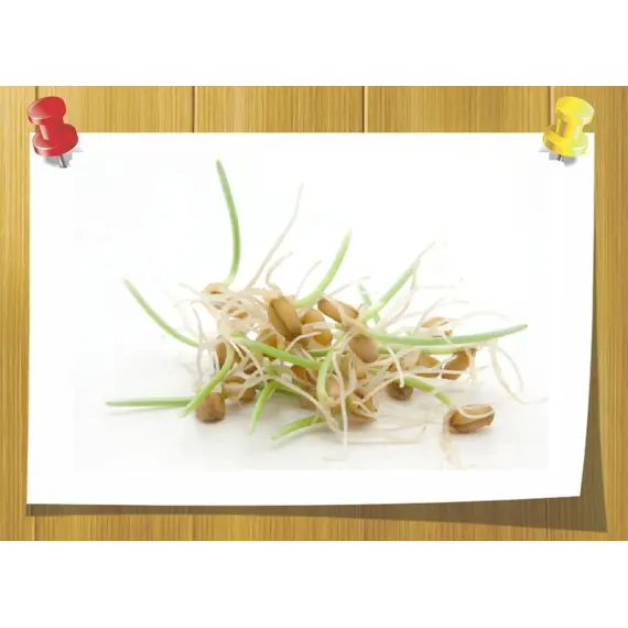 CO2 экстракт зародышей пшеницы, Weight: 5 гр