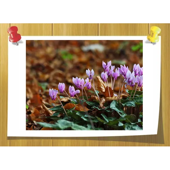 Cyclamen Aldehyde