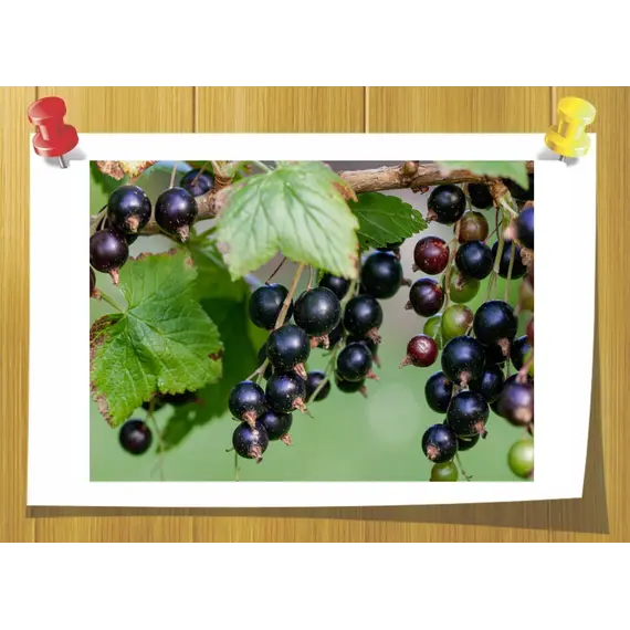 Cassis Base 345B, Об `єм: 5 мл