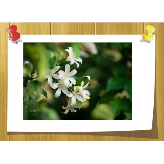 Cis-Jasmone, Volume, ml: 3 ml