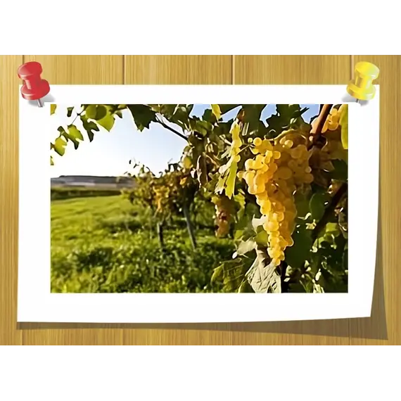 Ефірна олія коньяку білого Cognac oil white, Об `єм: 3 мл, Концентрація: 100% Pure